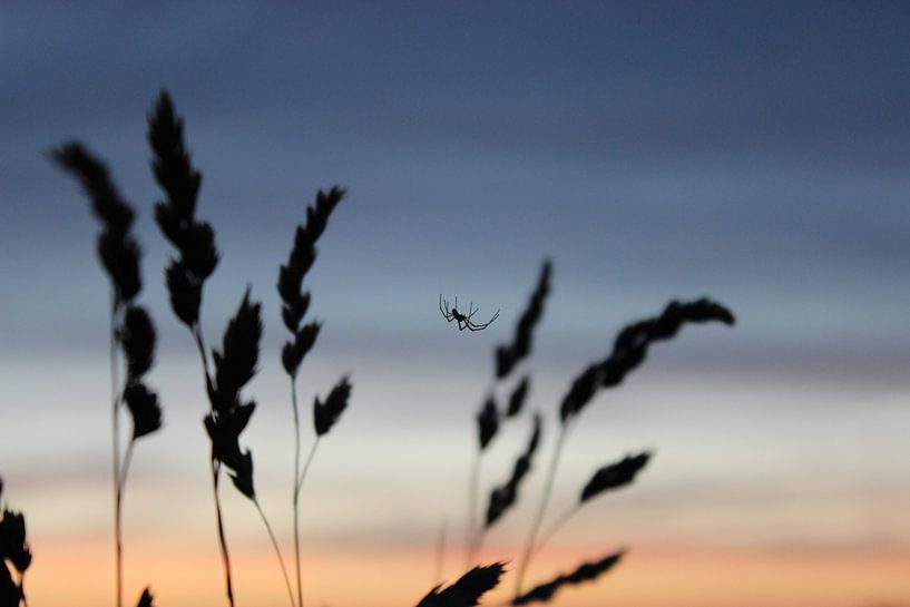 Soleil du soir par Marfa