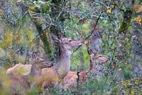 Red deer female with boy