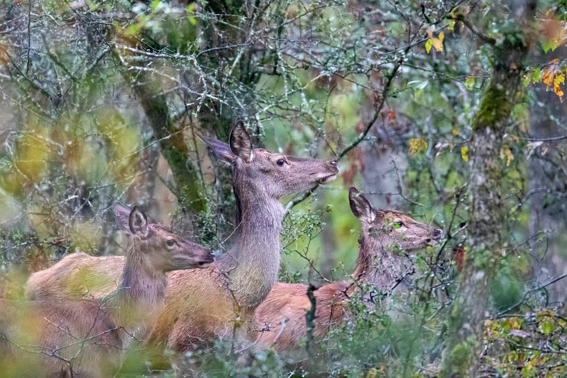 Red deer female with boy by Johan Ooghe