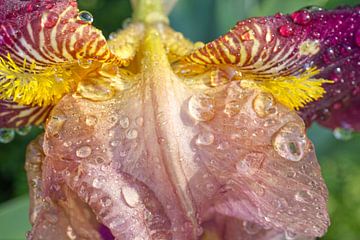Paarse Iris Bloem Na Regen 0423 van Iris Holzer Richardson