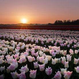 Tulpenveld tijdens een zonsondergang von Erik Graumans