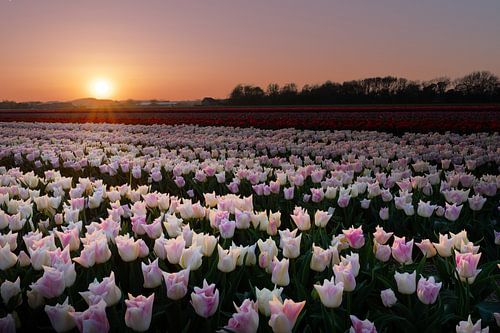 Tulpenveld tijdens een zonsondergang