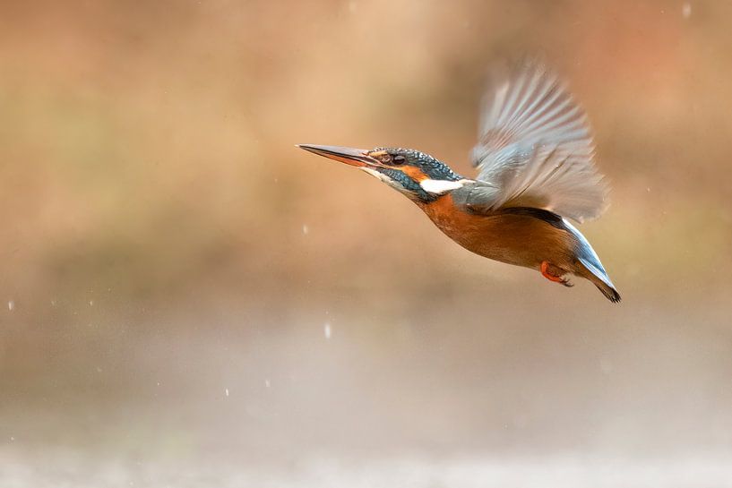 flying kingfisher by Ina Hendriks-Schaafsma