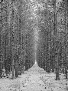 Der dunkle Wald
