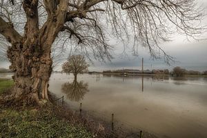 Hoogwater uiterwaarden rivier de Lek bij Ravenswaaij van Moetwil en van Dijk - Fotografie