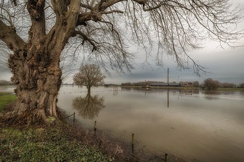 Hoogwater uiterwaarden rivier de Lek bij Ravenswaaij