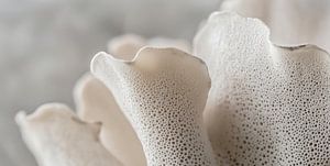 Sponge Coral