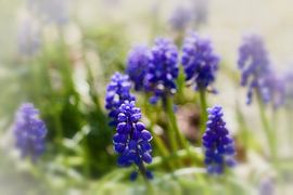 Mystical van Theo Bakker