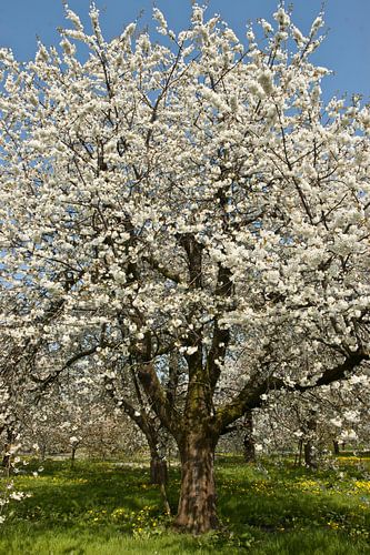 bloeiende hoogstamkersenboom