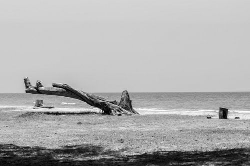 Drijf hout aan het strand