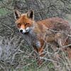 Renard dans les dunes d'approvisionnement en eau d'Amsterdam sur Lex van Doorn