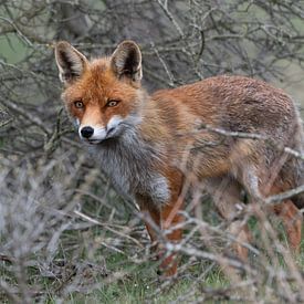 Vos in de Amsterdamse waterleiding duinen van Lex van Doorn