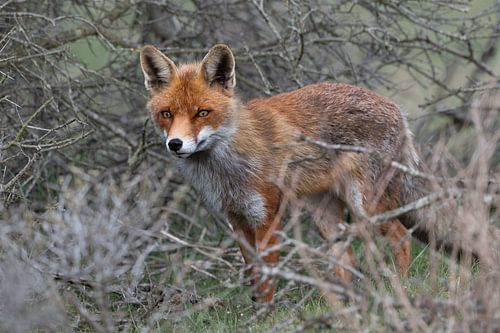Renard dans les dunes d'approvisionnement en eau d'Amsterdam