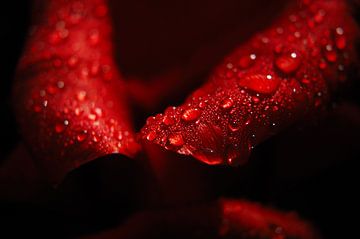 Morning dew on a red Tulip