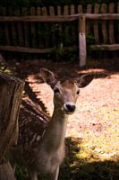 Curious deer