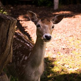 Cerf curieux sur Renske van Lierop