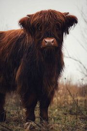 Scottish Highlander by Sylvia Remenyi-Kuiper