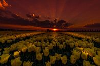 Tulips at Night van Mario Calma thumbnail