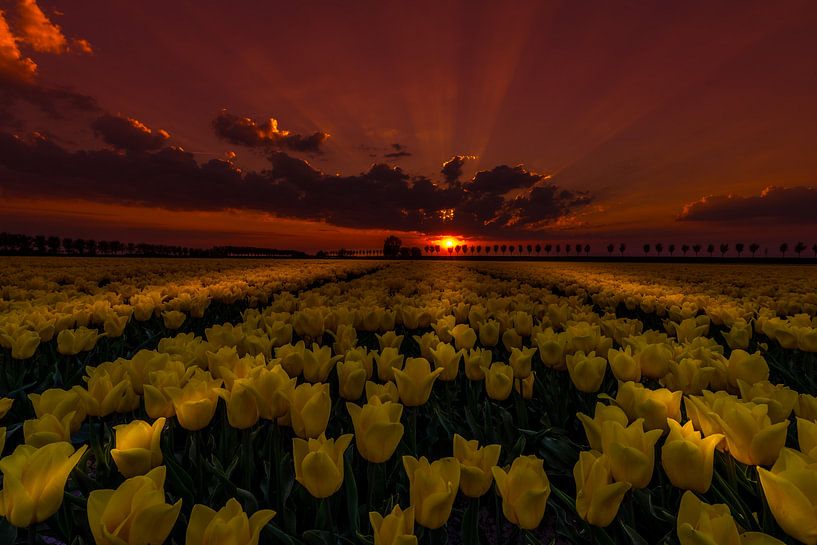 Tulips at Night van Mario Calma