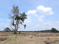 Heathland on the Veluwe