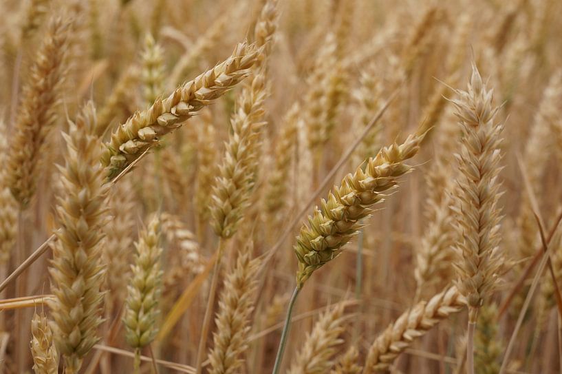 cereal macro by Madeltijntje