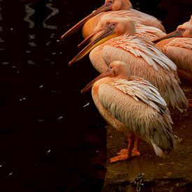 Roze Pelikanen van Martine Moens