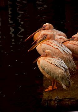 Roze Pelikanen