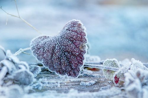 Herz Blatt Symphonie