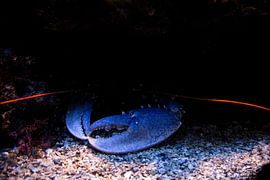 Biggest Catch by Guido Akster