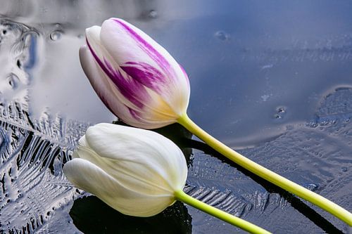 Tulpen op het ijs