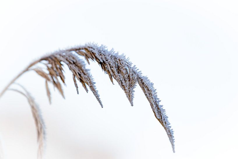 Leusden von Gerard Glavimans