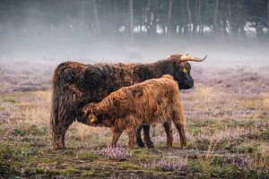 Schottischer Highlander mit Kalb.