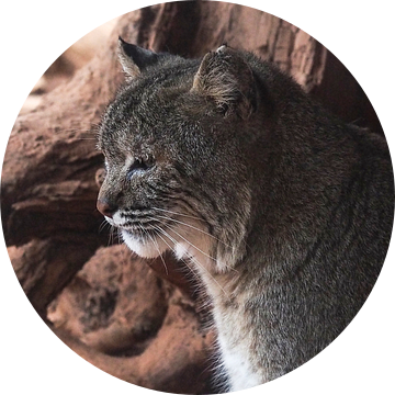 Rode Lynx : Koninklijke Burgers' Zoo van Loek Lobel