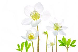 Weihnachtsrose (Helleborus niger) mit weißem Hintergrund