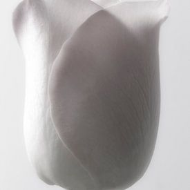 Witte roos abstract foto kunst tegen witte achtergrond van Nadja Drieling