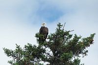 Amerikaanse Zeearend, Alaska, Bald Eagle
