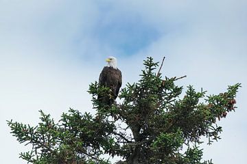 Amerikaanse Zeearend, Alaska, Bald Eagle van Yvonne Balvers