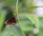 Vlinder von Krijn de Haas Miniaturansicht