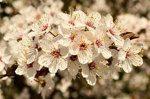 Pflaumenblüte