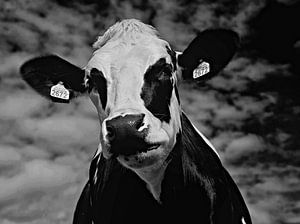 Portrait d'une vache curieuse