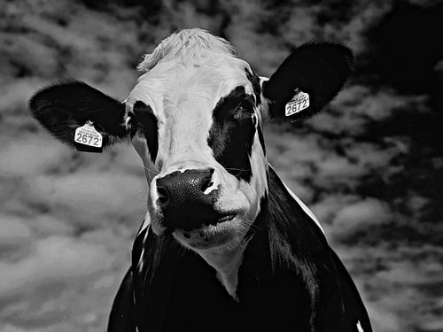 Portrait of a curious cow