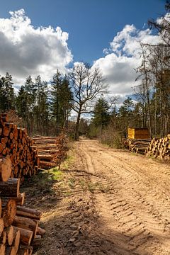 Forestry path in Equilibrium by Artist Impression of Nature
