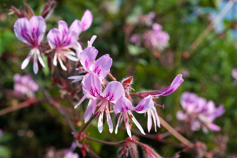 Orchidee by Tim Jung