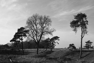 Rand des Waldes