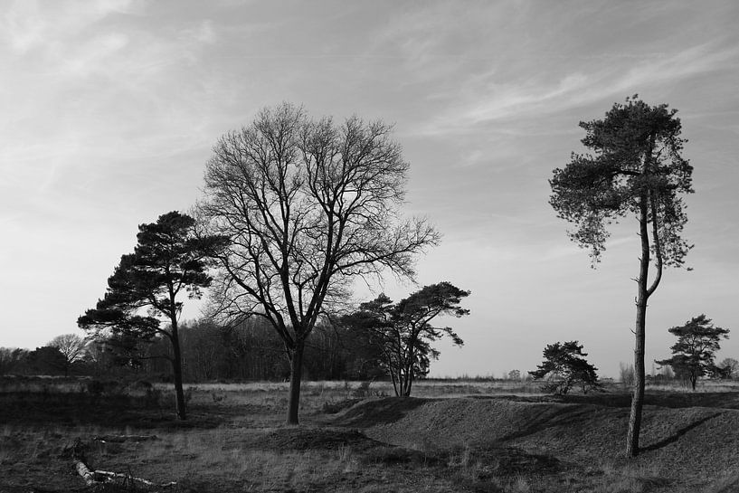 Rand des Waldes von Patrick Teeling