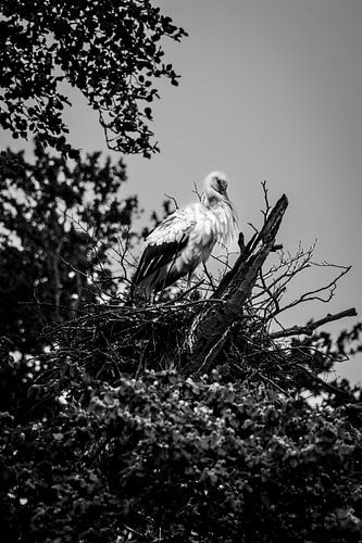 Une cigogne sur son nid sous un ciel printanier menaçant #2
