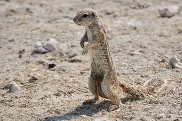 Cape Bristle Squirrel, Xerus inauris by Thomas Marx