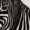 Zebra sur Studio Malabar