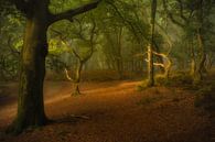 Mysterieus bos met oude grillige eikenbomen van Moetwil en van Dijk - Fotografie thumbnail