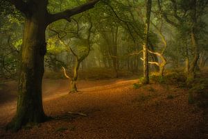 Mysterious forest with ancient jagged oak trees
